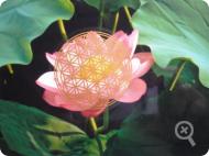 Lotusblüte mit Blume des Lebens